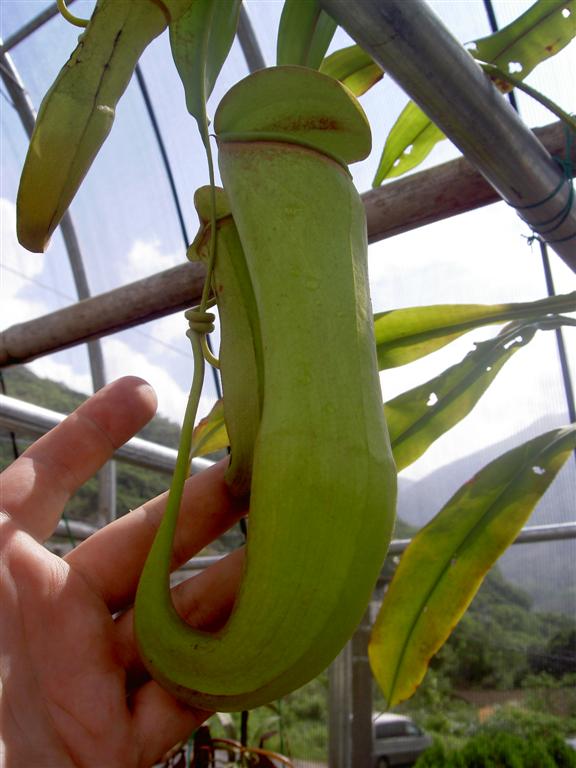 Nepenthes khasiana, upper pitchers 2